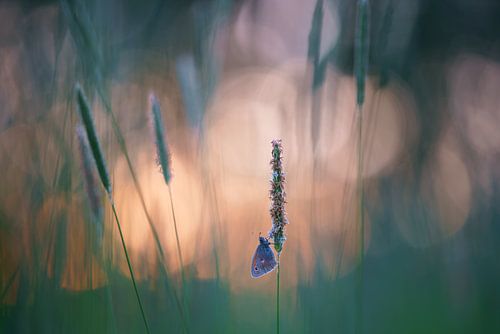 Haybird among the grass with sunset