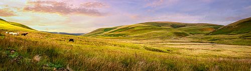 Grazende paarden in de vallei, Wales