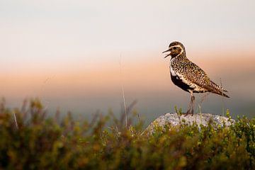 Goudplevier met Zonsondergang in de Noorse hooglanden van Wessel Veenbrink