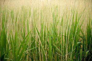 Groen gras op het weiland . van Karijn | Fine art Natuur en Reis Fotografie