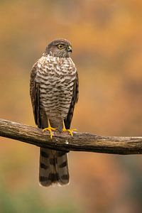 Sperber, Accipiter nisus. Ein Porträt.