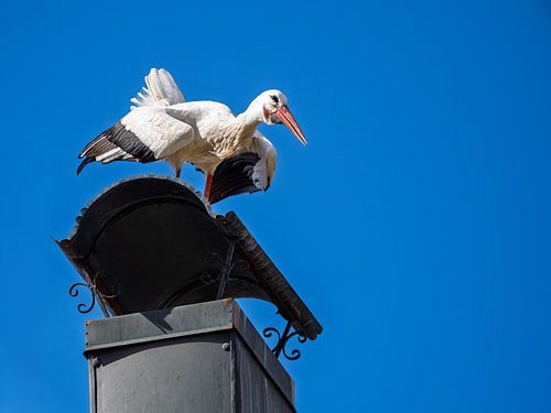 A stork is sitting on a chimney
