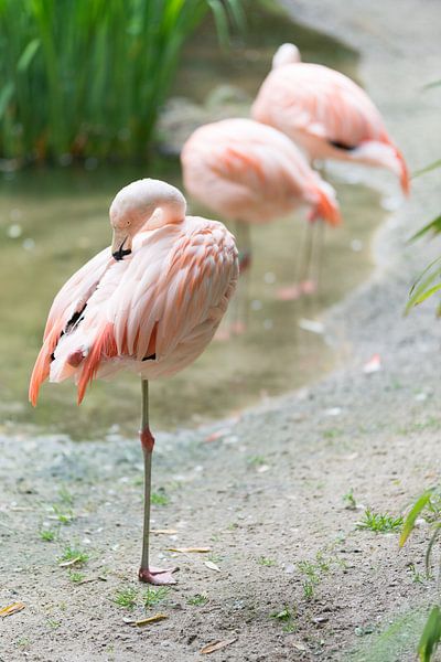 Flamingo van Eric de Kuijper