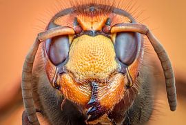 Europese hoornaar van Harm Rhebergen