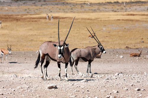 Oryx antelopes in Namibia