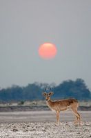 Puku with setting sun in Zambia