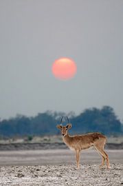 Puku with setting sun in Zambia by Jurrie Renskers