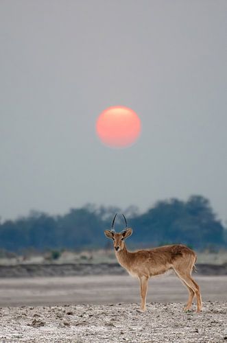 Puku mit untergehender Sonne in Sambia