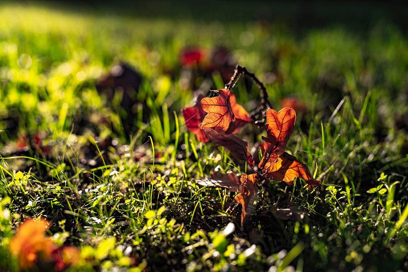 autumn evening sun by Tessel Sander