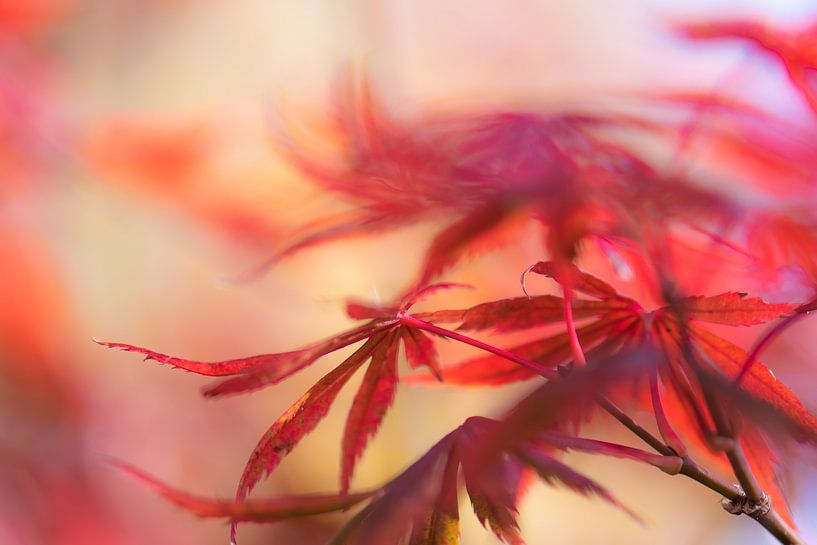 automne japonais par Tania Perneel