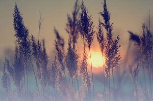 Wintersonne im Schilf