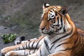 Sibirischer Tiger : Tierpark Amersfoort von Loek Lobel