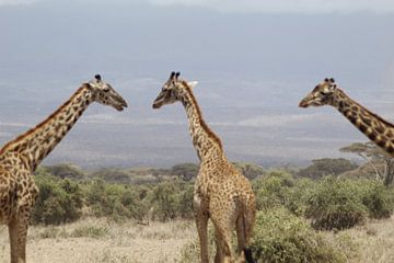 giraffes meeting? by Laurence Van Hoeck