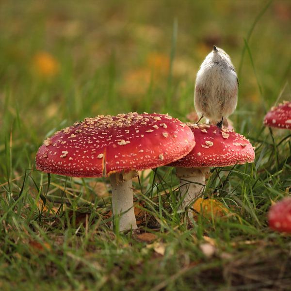 Little tail tit on toadstools by Heike Hultsch