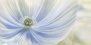 Fliederblüte