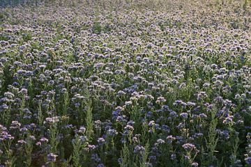 bijenvriend, tufted beauty, tansy phacelia, phacelia van Karina Gebert