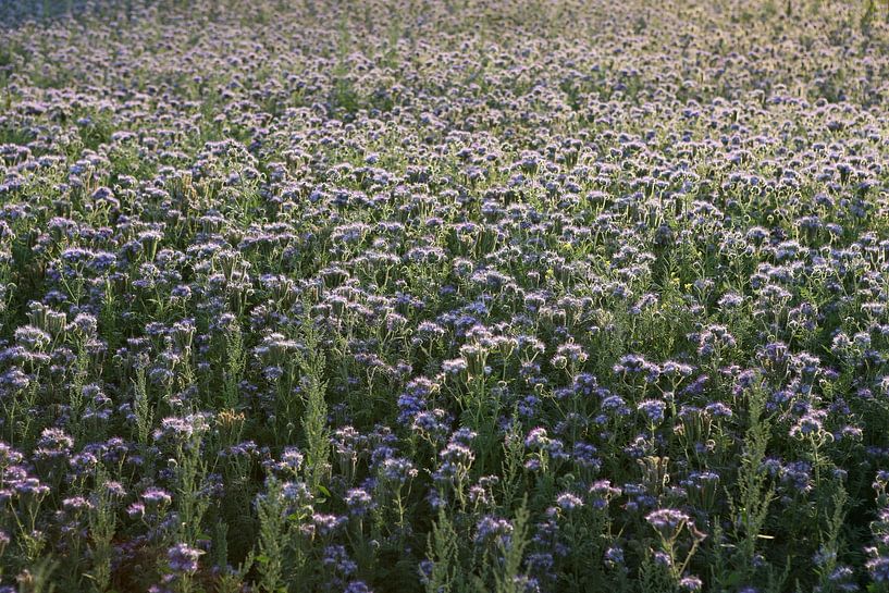 bijenvriend, tufted beauty, tansy phacelia, phacelia van Karina Gebert
