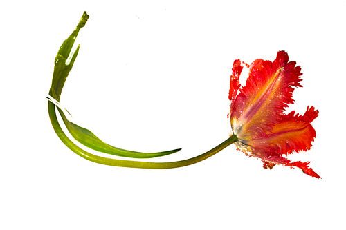 Die minimalistische Schönheit einer einzelnen roten Tulpe A auf Weiß