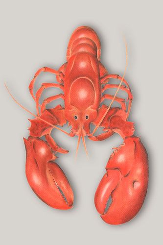Homard au crayon et au pastel