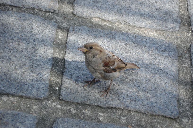 Little Sparrow von Lyn Van Veldhoven