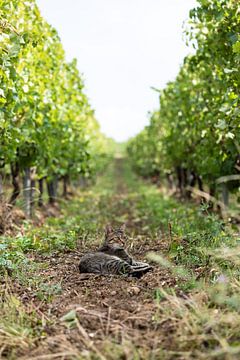 Tabby Kat in Wijngaard van VIDEOMUNDUM