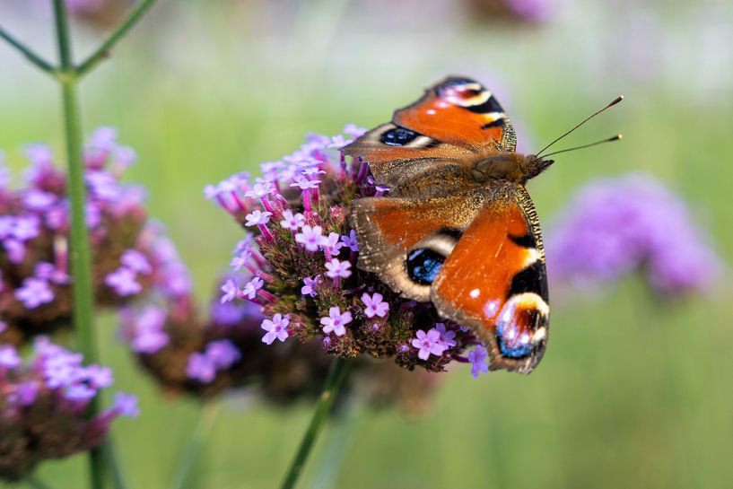 Mehrfarbiger Schmetterling (Aglais io) auf Blüte (Verbena bonariensis) von Lieven Tomme