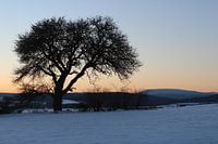 Arbre en hiver avec vue sur le Kreuzberg / Rhön