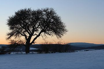 Boom in de winter met uitzicht op de Kreuzberg / Rhön