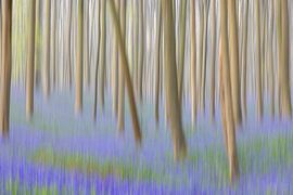 Paarse Droom van Sérgio Domingues Photography