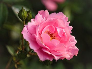 Roze Roos van Rob Boon