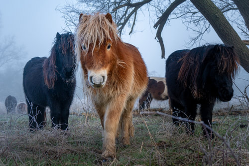A meeting with the ‘'’ ponies in soft winter shades