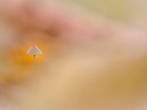 Feiner, kleiner Pilz im Abendlicht: Helmling mit Bokeh