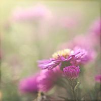 soft and sweet