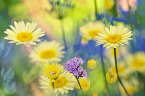 Un jardin plein de couleurs