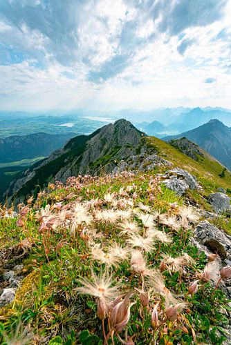 Puschel flowers over the Ostallgäu and its lakes