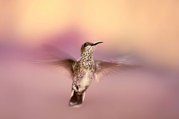 Hovering Hummingbird by Roeselien Raimond