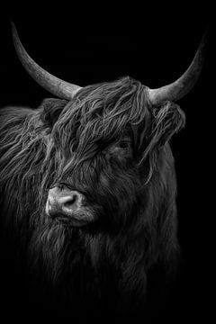 Schotse Hooglander: portret in zwart-wit