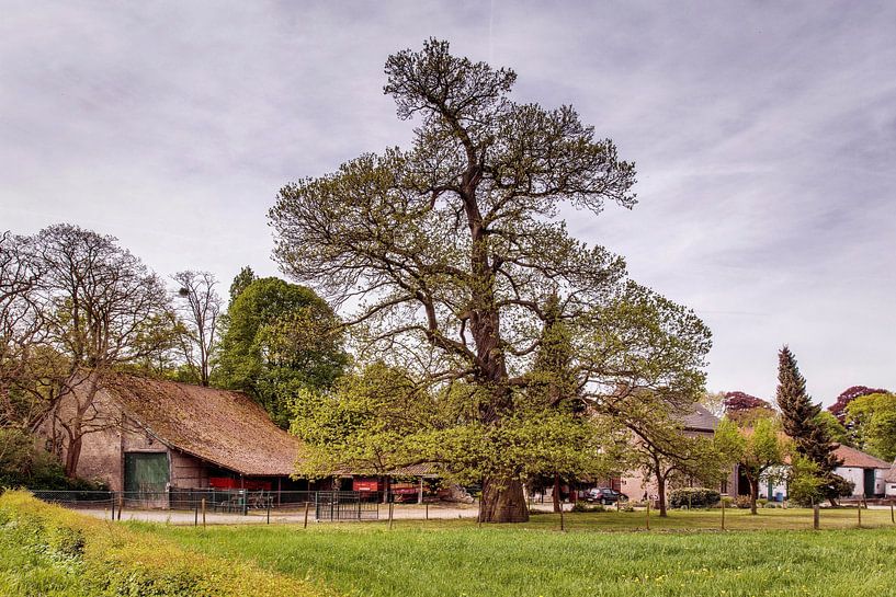 Monumental tree on a farm in Amby by Rob Boon