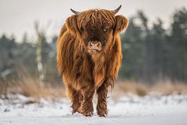 Scottish Highlander in the snow by Bas Fransen