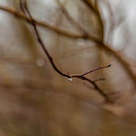 Auf einen Baum fallen lassen von Hartsema fotografie