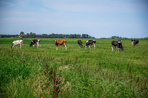 La vache qui remarque