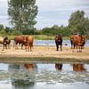 Kühe am Strand von Cornelius Fontaine