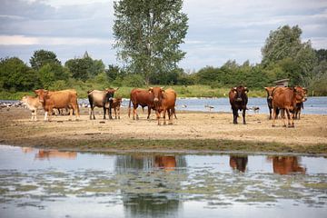Koeien op het strand van Cornelius Fontaine
