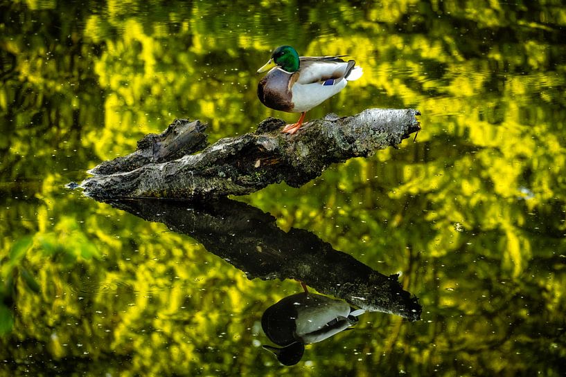 Reflet Canard colvert par Dieter Walther