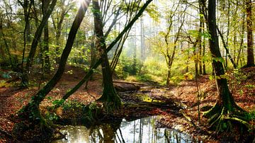 Autumn forest with brook by Günter Albers