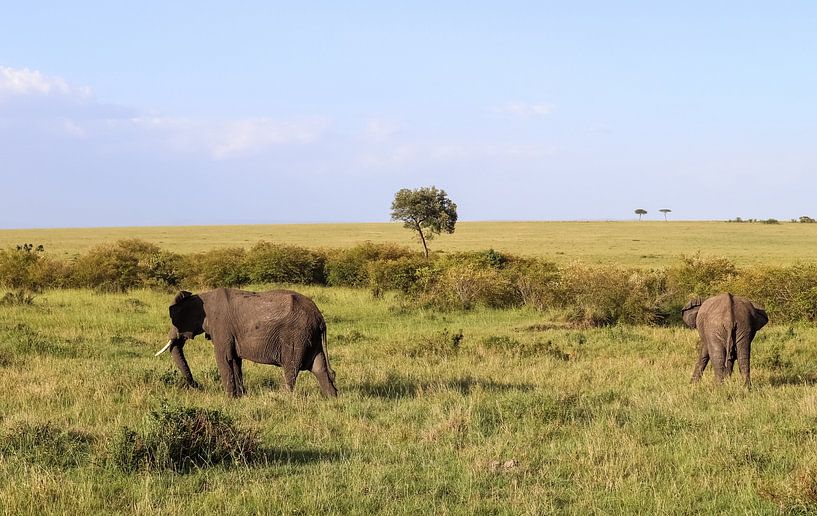 Wilde Elefanten im Busch von Afrika von MPfoto71