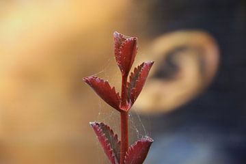plantje met spinnenweb van Gerrit Neuteboom