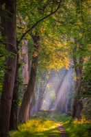 It rains sunrays