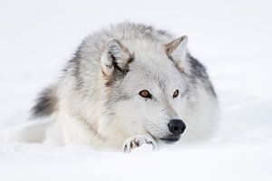 ruhend... Wolf *Canis lupus*