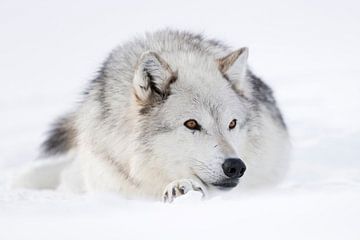 Gray Wolf *Canis lupus* resting in snow van wunderbare Erde